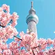 Tokyo Skytree Japan’s tallest tower, offering spectacular panoramic views of the city.